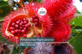 Annatto Dye Plant Seeds - Bixa orellana, Lipstick Tree, Tropical Pink Flowers, Ornamental Shrub for Zones 10-12
