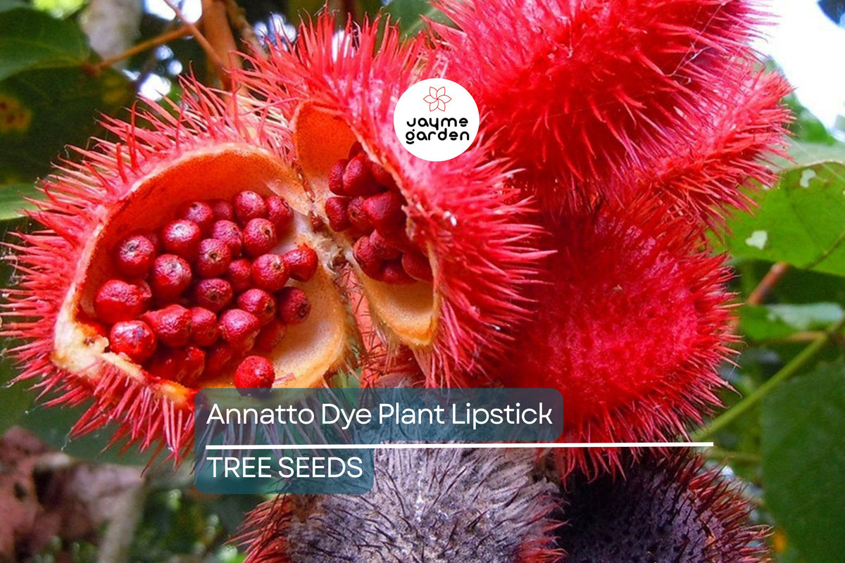 Annatto Dye Plant Seeds - Bixa orellana, Lipstick Tree, Tropical Pink Flowers, Ornamental Shrub for Zones 10-12