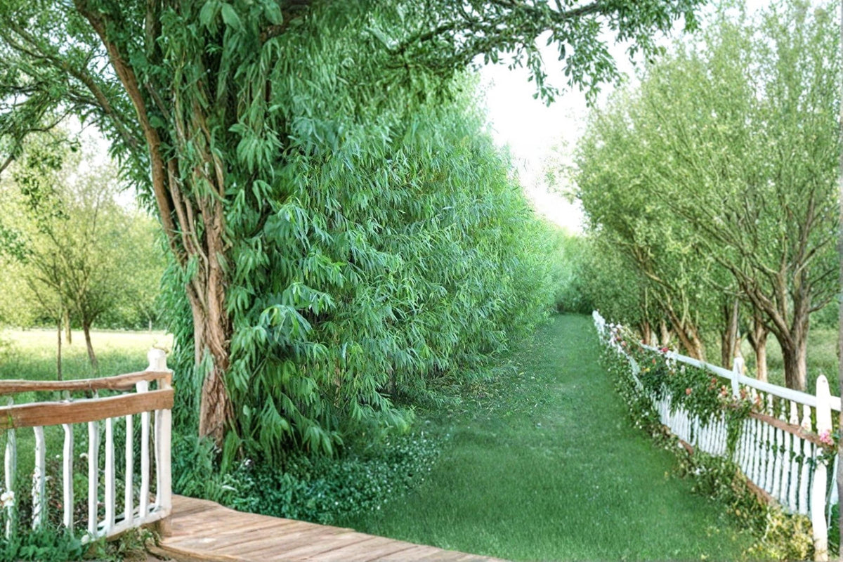 Austree Hybrid Willow Cuttings - Unrooted Fast-Growing Privacy Tree for Screening & Windbreaks - Salix spp.