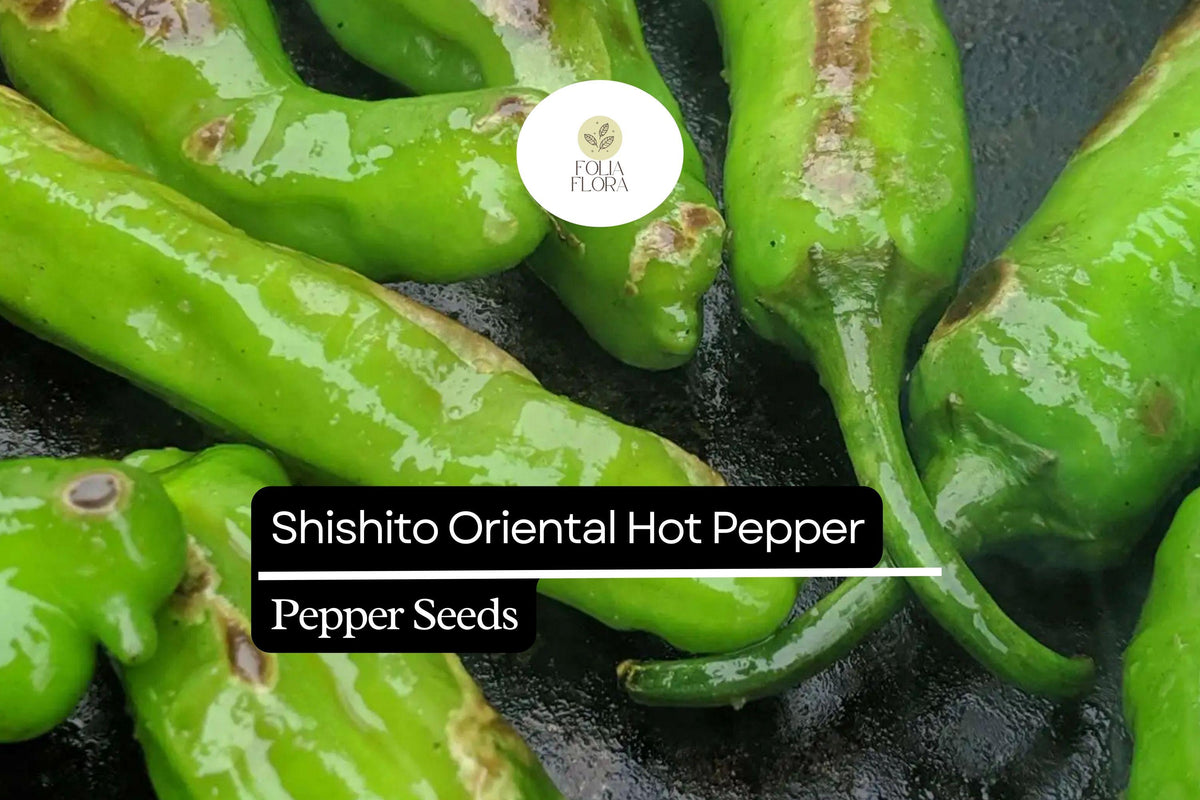 10 Shishito Pepper Seeds – Mild Japanese Green Pepper for Grilling, Sautéing & Snacking – Capsicum annuum