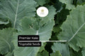 200 Seeds Premier Kale Brassica oleracea Leafy Green, Cold-Hardy, Fast-Growing, Nutrient-Dense, Deep Green Vegetables