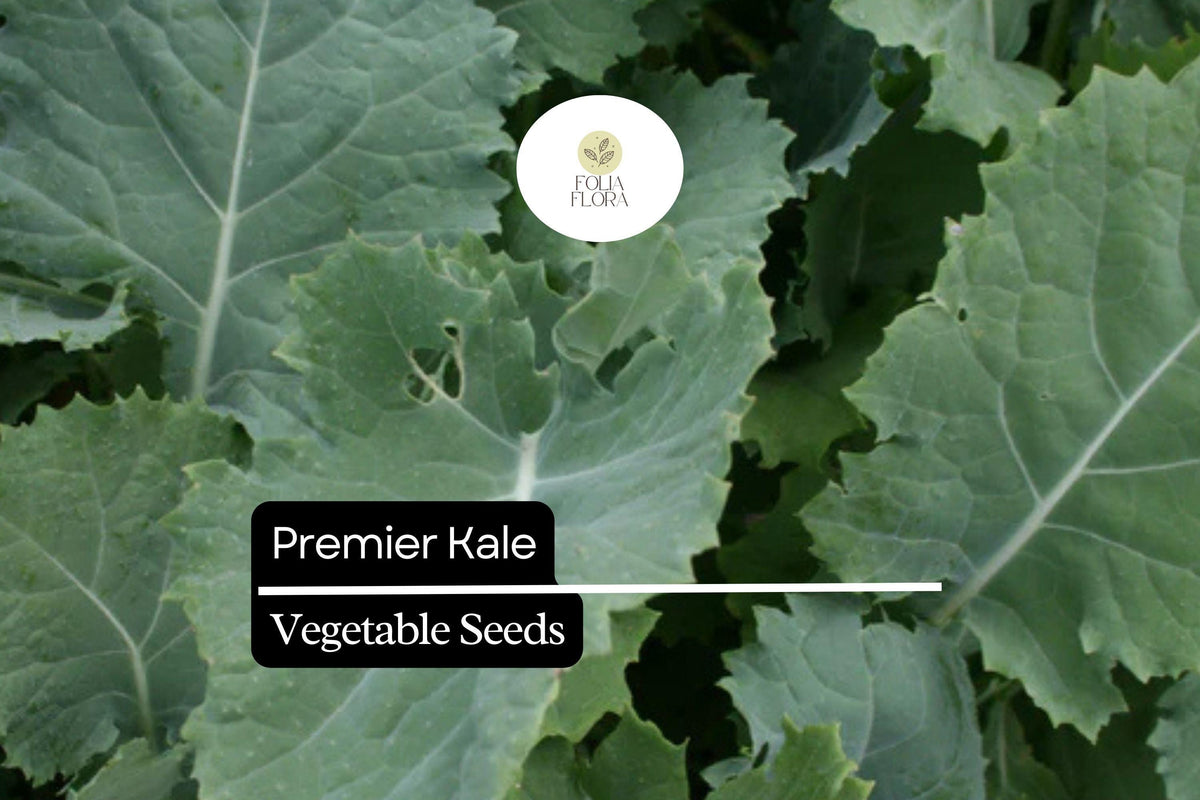 200 Seeds Premier Kale Brassica oleracea Leafy Green, Cold-Hardy, Fast-Growing, Nutrient-Dense, Deep Green Vegetables