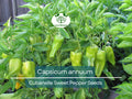 Cubanelle Sweet Pepper Seeds 250mg, Heirloom Capsicum annuum for Gardening, Cooking & Harvesting