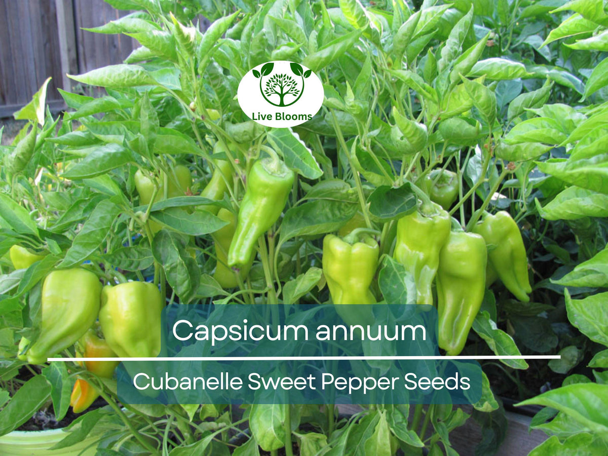 Cubanelle Sweet Pepper Seeds 250mg, Heirloom Capsicum annuum for Gardening, Cooking & Harvesting