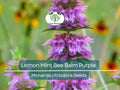 500 Lemon Mint Bee Balm Seeds | Monarda citriodora | Purple Heirloom Pollinator Herb | Non-GMO, Edible Aromatic Flower Seeds
