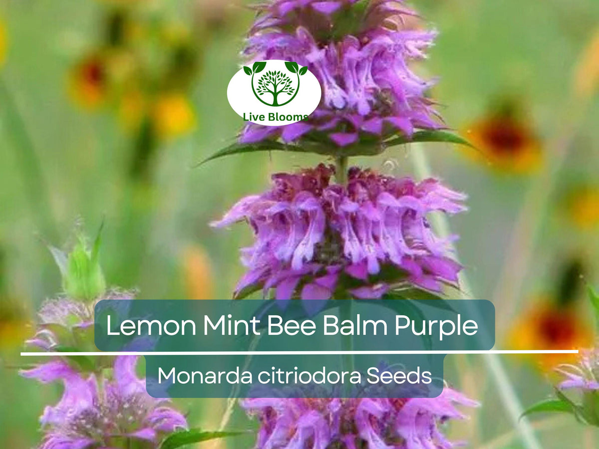 500 Lemon Mint Bee Balm Seeds | Monarda citriodora | Purple Heirloom Pollinator Herb | Non-GMO, Edible Aromatic Flower Seeds