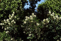 Texas Ebony Seeds – Pithecellobium flexicaule – Drought Tolerant Native Tree for Bonsai & Landscaping