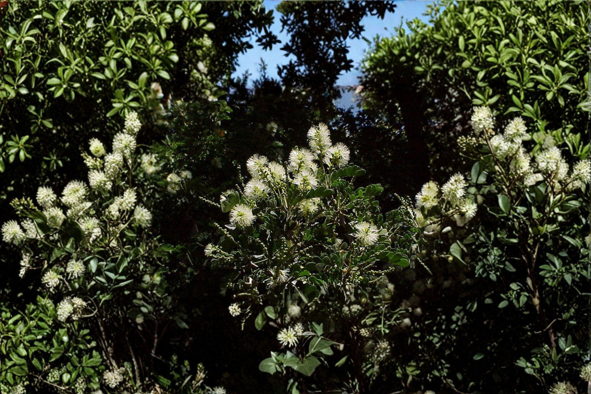 Texas Ebony Seeds – Pithecellobium flexicaule – Drought Tolerant Native Tree for Bonsai & Landscaping
