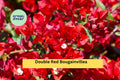 Double Red Bougainvillea Plant | Live Rooted Starter Plug | Vibrant Double Red Bracts | Tropical Flowering Vine Bougainvillea spp.