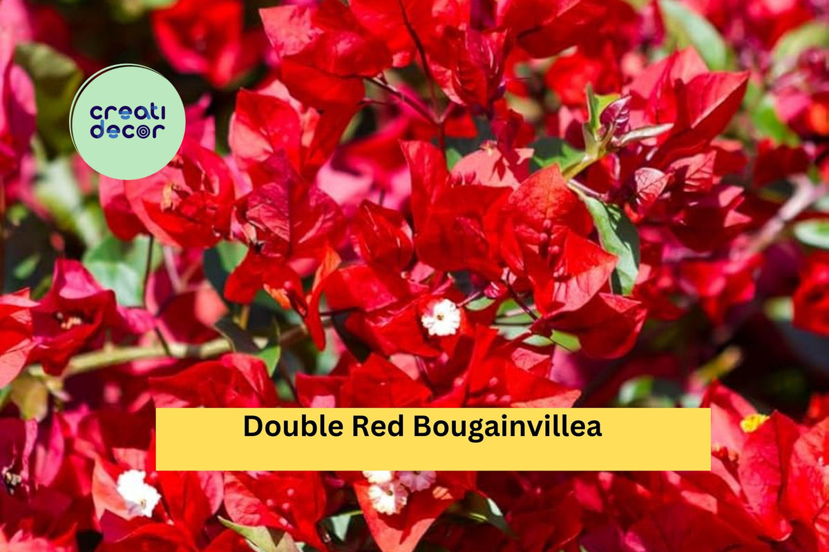 Double Red Bougainvillea Plant | Live Rooted Starter Plug | Vibrant Double Red Bracts | Tropical Flowering Vine Bougainvillea spp.