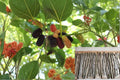 Mulberry Tree Cuttings 20 Unrooted Morus spp. Fruit Tree Propagation for Home Gardens