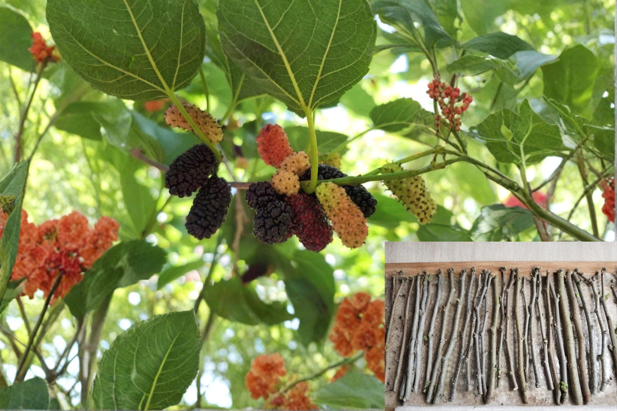 Mulberry Tree Cuttings 20 Unrooted Morus spp. Fruit Tree Propagation for Home Gardens