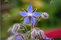 40 Seeds Borage Herb - Edible Blue Flowers, Pollinator Plant, Non-GMO Heirloom Seeds, Borago officinalis, Herb Garden