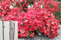Red Flowering Dogwood Cuttings - Cornus florida, 8-10" Unrooted Tree Propagation Material