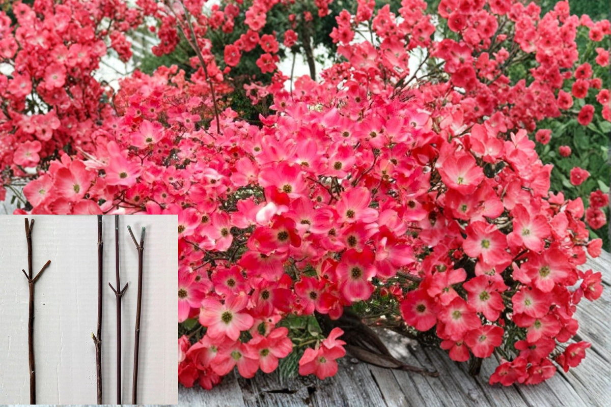 Red Flowering Dogwood Cuttings - Cornus florida, 8-10" Unrooted Tree Propagation Material