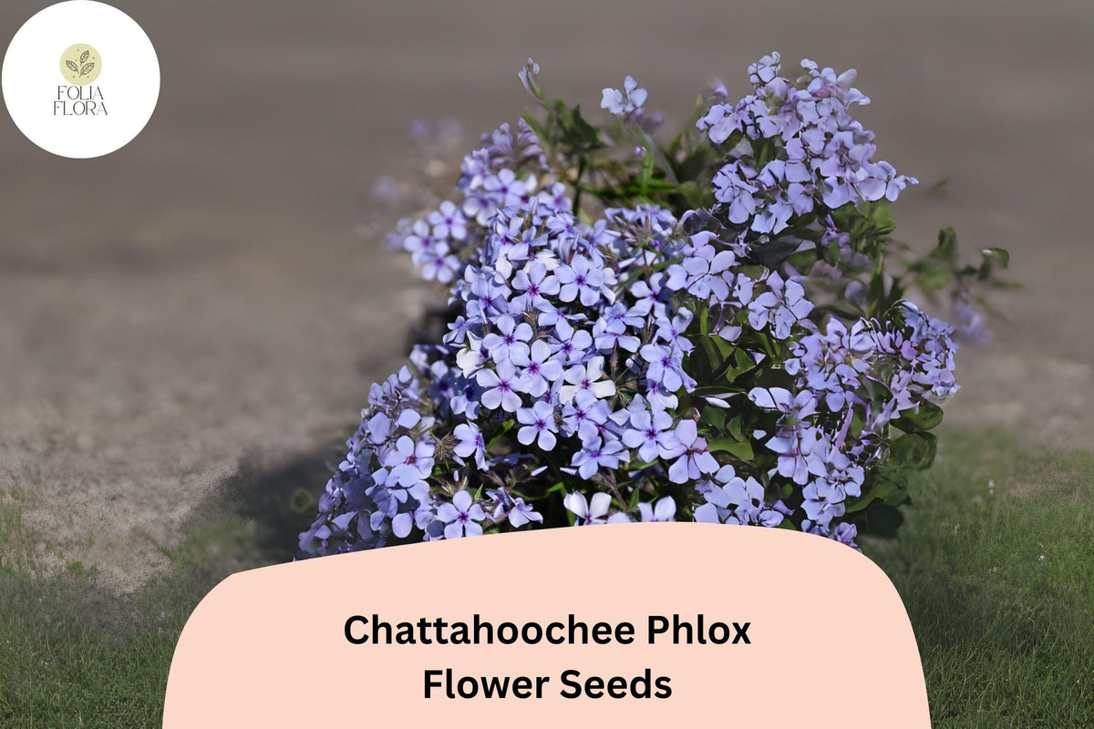 Chattahoochee Phlox Seeds, Lavender Flowers with Dark Violet Eye, Annual Flower, Phlox drummondii, Butterfly Attracting, Garden Bedding
