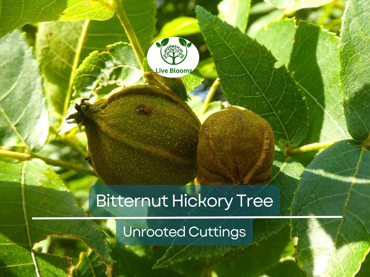 Live Bitternut Hickory Tree Cuttings - 8" Carya cordiformis Native North American Landscaping Tree