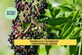 100 American Elderberry Seeds (Sambucus canadensis) – Native Shrub for Hedges, Wildlife Habitat, and Ornamental Landscaping