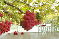 Kaiji Grape Vine Live Plant 1-2 FT Vitis vinifera Fruitful Climbing Vine for Garden or Vineyard