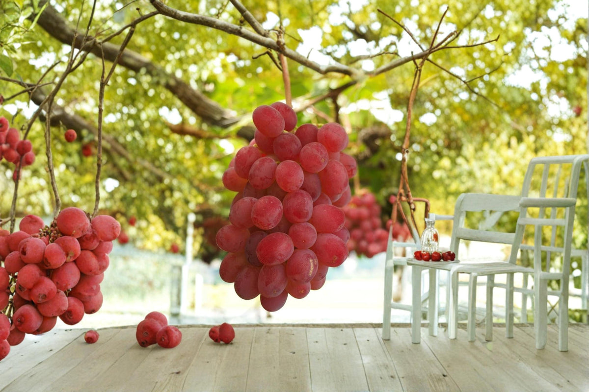 Kaiji Grape Vine Live Plant 1-2 FT Vitis vinifera Fruitful Climbing Vine for Garden or Vineyard
