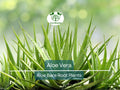 Organic Aloe Vera Plants – Bare Root Succulent – Aloe barbadensis Miller – Live, Heirloom, Easy Care, Drought Tolerant