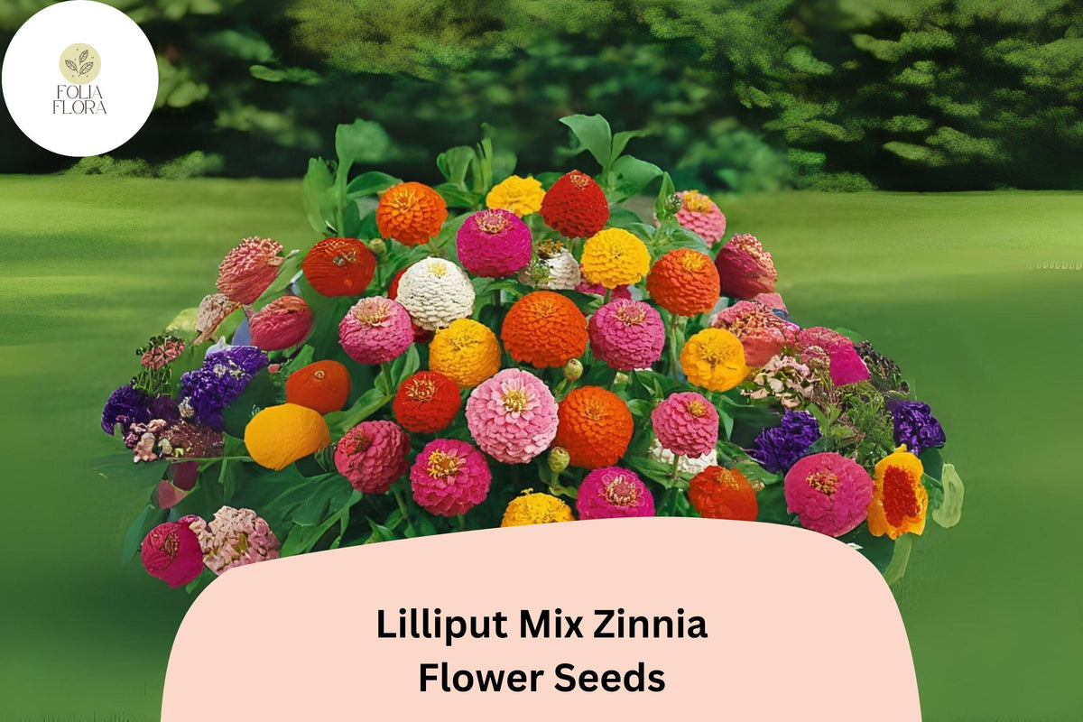 100+ Lilliput Mix Zinnia Seeds – Small Pompon Blooms for Borders, Bouquets & Gardens, Zinnia elegans, Vibrant Colors