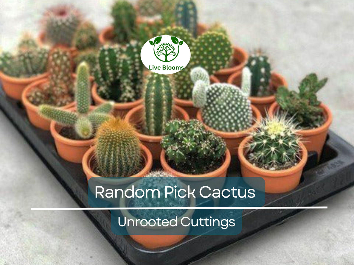 Assorted Cactus Cuttings Bundle – 10 Unrooted Succulent Propagation Plants, Variety Mix for Garden & Terrarium Collection