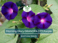 Morning Glory Seeds – Grandpa Ott Purple Heirloom Vine, Ipomoea purpurea, Climbing Flower, Non-GMO, Fast-Growing, 100 Seeds