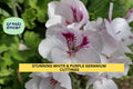 White & Purple Regal Geranium Cuttings, 6-inch Pelargonium x, Bi-color Blooms, Unrooted Starts for Pots, Borders & Containers
