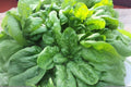 Spinach Viroflay Seeds 1g | Heirloom Giant Leafy Green for Salad & Cooking | Spinacia oleracea