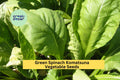 3pcs Mustard Spinach Komatsuna Seeds – Tendergreen Asian Greens for Containers & Gardens – Brassica rapa var. perviridis