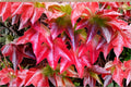 Virginia Creeper Seeds – Parthenocissus quinquefolia, Native Climbing Vine, Fast Growing Ornamental, Wildlife-Friendly, 10 Seeds