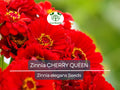 Zinnia Seeds Cherry Queen Red Scarlet Flowering Plant Non-GMO for Cutting Gardens & Hummingbird Attraction