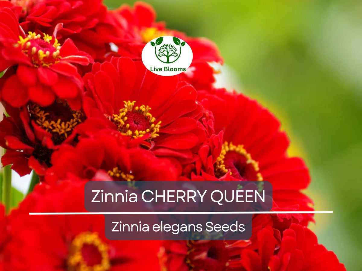 Zinnia Seeds Cherry Queen Red Scarlet Flowering Plant Non-GMO for Cutting Gardens & Hummingbird Attraction