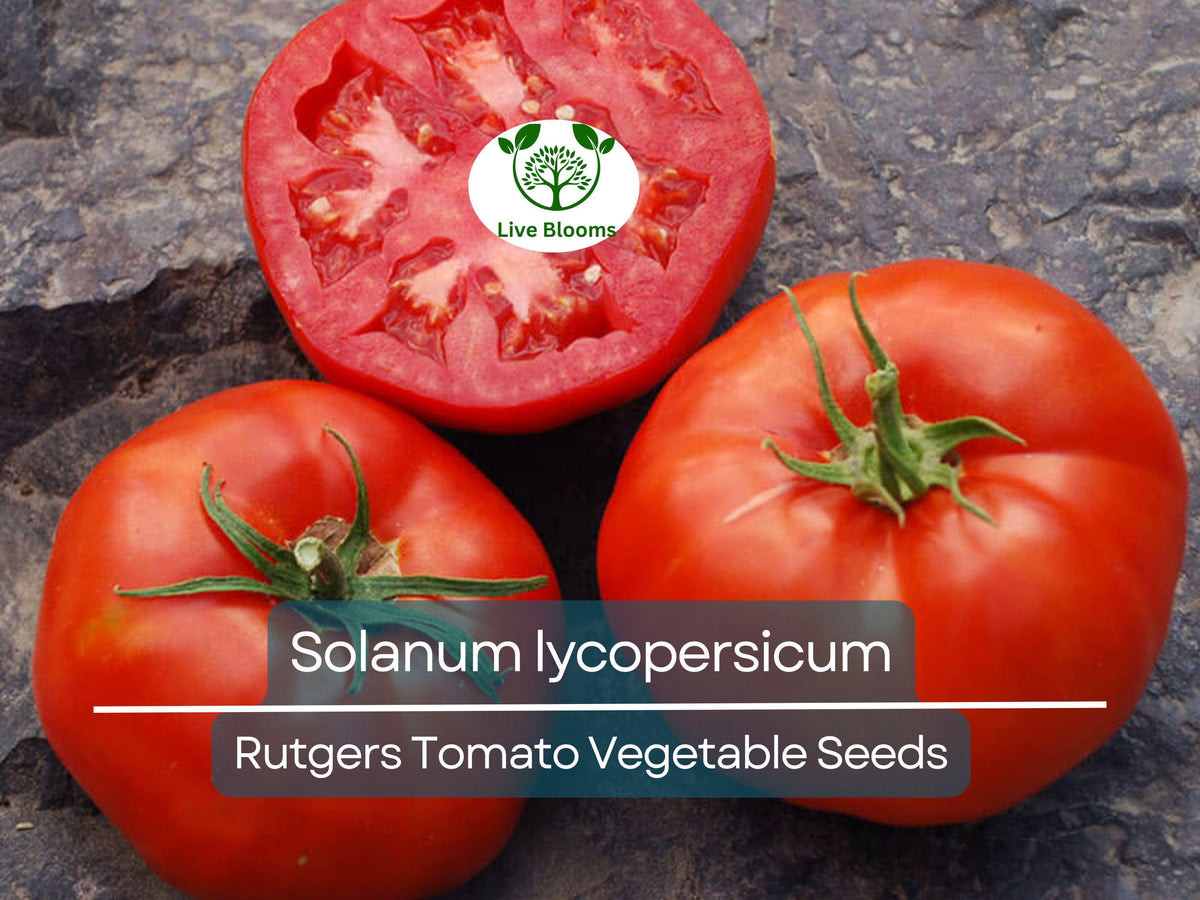 100 mg Rutgers Tomato Seeds – Heirloom Solanum lycopersicum for Home Gardening, Canning & Fresh Eating