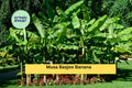 Musa basjoo Hardy Banana Tree Live Starter Plant | Cold Tolerant Ornamental Banana for Outdoor Garden & Landscape