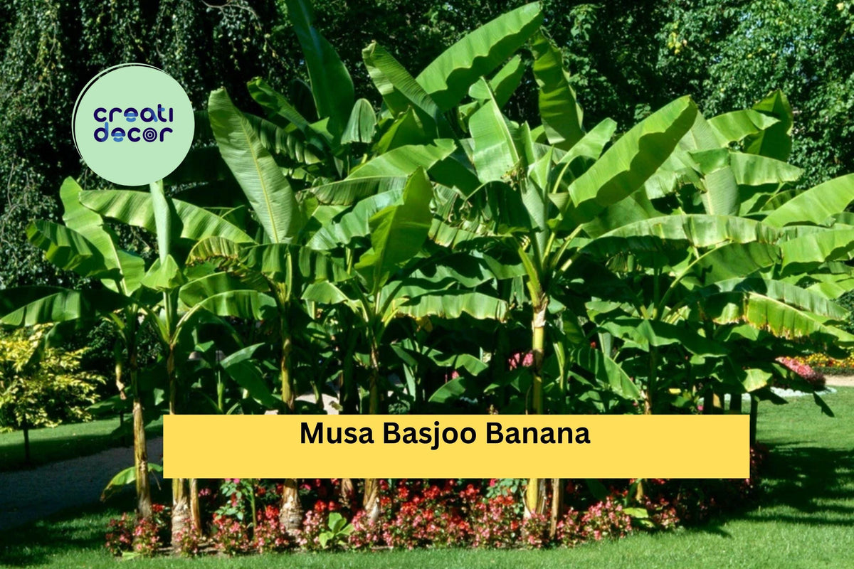 Musa basjoo Hardy Banana Tree Live Starter Plant | Cold Tolerant Ornamental Banana for Outdoor Garden & Landscape