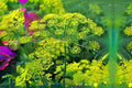700 Dill Bouquet Seeds – Aromatic Anethum graveolens Herb for Cooking, Pickling & Garnish, Easy to Grow in Gardens & Containers