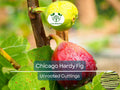10 Chicago Hardy Fig Tree Scion Cuttings - Ficus carica Unrooted 10-12" for Grafting & Propagation