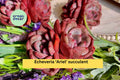 Echeveria ‘Ariel’ Succulent Plant – Live Bare Root Rosette, Drought Tolerant, Indoor & Outdoor, Easy Care, Green & Pink Foliage