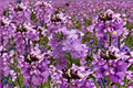 100 Dames Rocket Seeds – Hesperis matronalis – Fragrant Cottage Garden Flower – Invasive-Resistant Biennial Seed Pack