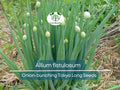 250 Seeds Bunching Onion Tokyo Long Allium fistulosum - Mild Green Onions for Gardening, Spring & Fall Planting