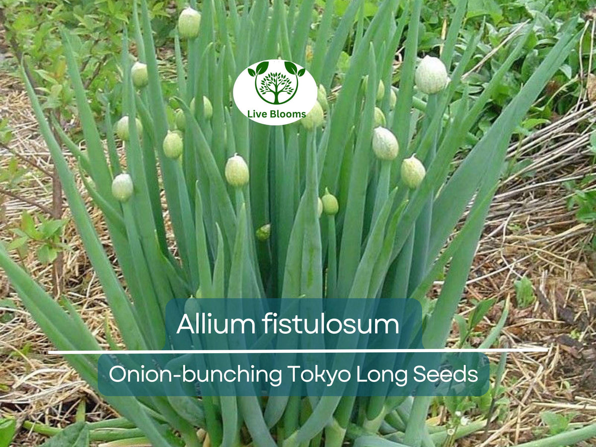 250 Seeds Bunching Onion Tokyo Long Allium fistulosum - Mild Green Onions for Gardening, Spring & Fall Planting
