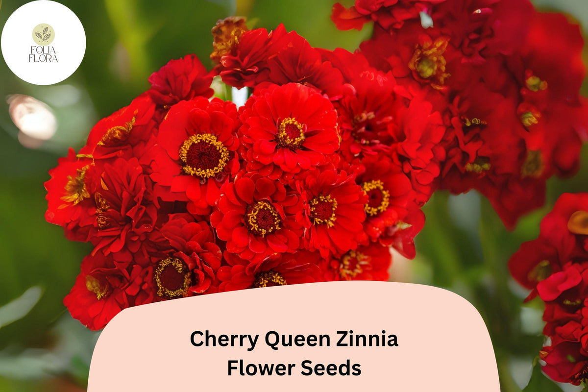 Cherry Queen Zinnia Seeds – Large Cherry-Red Double Blooms for Cut Flowers & Summer Gardens – Zinnia elegans