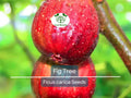 40 Fig Tree Seeds – Ficus carica, Edible Sweet Figs, Non-GMO, Easy to Grow, Hardy Shrub for Garden, Patio, or Container Planting