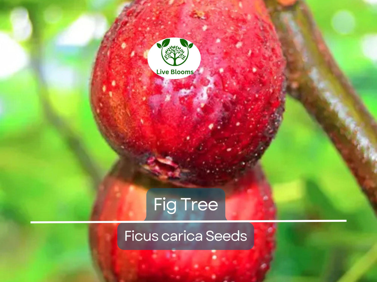 40 Fig Tree Seeds – Ficus carica, Edible Sweet Figs, Non-GMO, Easy to Grow, Hardy Shrub for Garden, Patio, or Container Planting