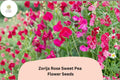 Zorija Rose Sweet Pea Seeds | Climbing Annual Vine with Rose-Pink Flowers | Lathyrus odoratus Garden Seeds (50+ Seeds)