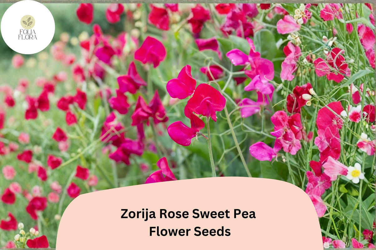 Zorija Rose Sweet Pea Seeds | Climbing Annual Vine with Rose-Pink Flowers | Lathyrus odoratus Garden Seeds (50+ Seeds)
