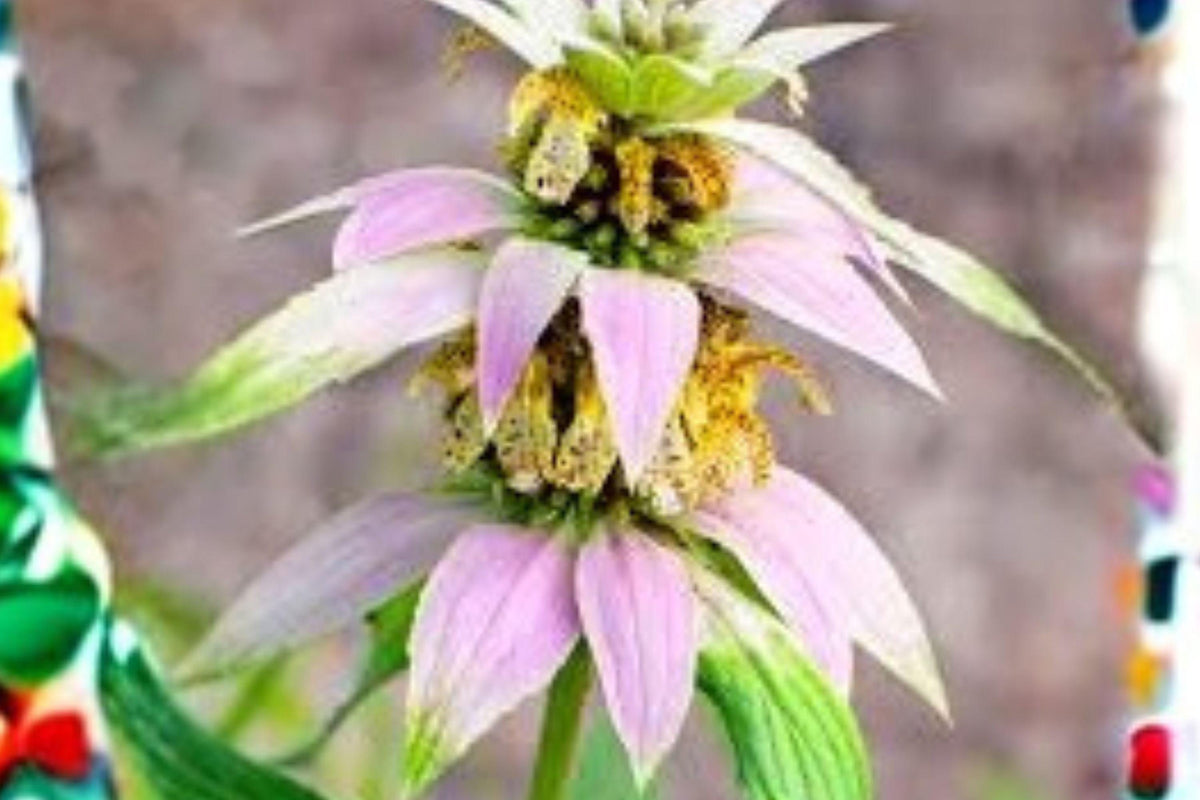 100 Seeds Monarda punctata - Spotted Bee Balm Pollinator Wildflower for Dry Sandy Gardens