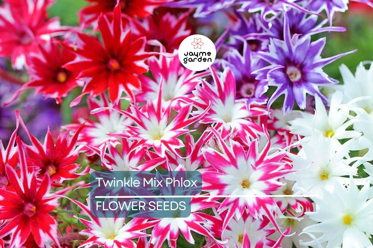 50+ Twinkle Mix Phlox Seeds – Star-Shaped Flowers, Annual, Pink Red Purple White, Phlox drummondii, Pollinator & Butterfly Garden
